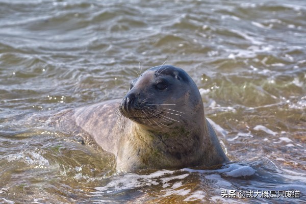 野生海豹不怕人,野生海豹保护