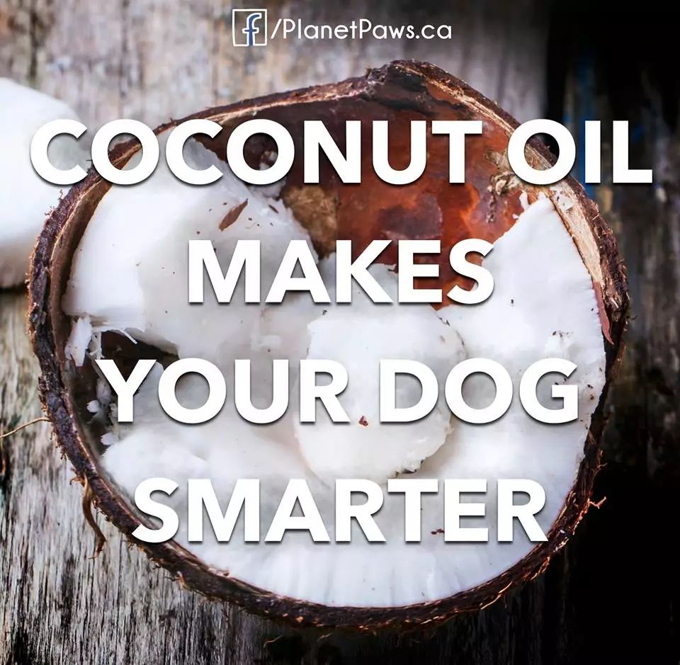 猫狗增加抵抗力的药,猫狗抗病毒的药有哪些