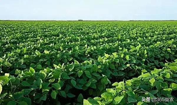 大豆开花结荚期怎么管理,大豆初花期如何管理才能增产