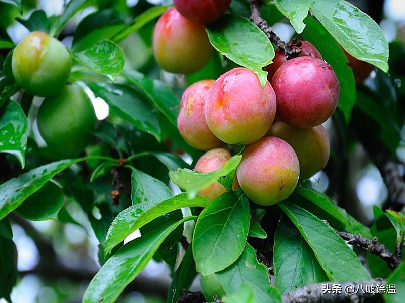 三华李适合哪些省种植,三华李子种植技术视频