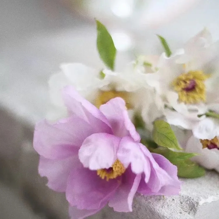 植库‖跟随仙气飘飘的油牡丹，追寻春天的步伐