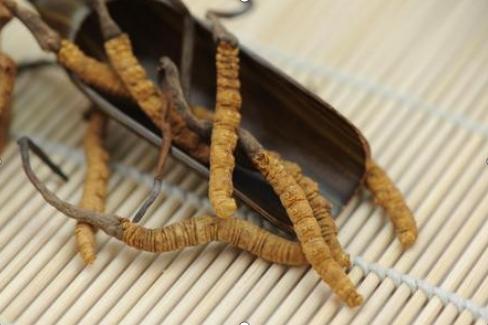 除了虫草还有什么补品,虫草跟冬虫夏草有什么区别