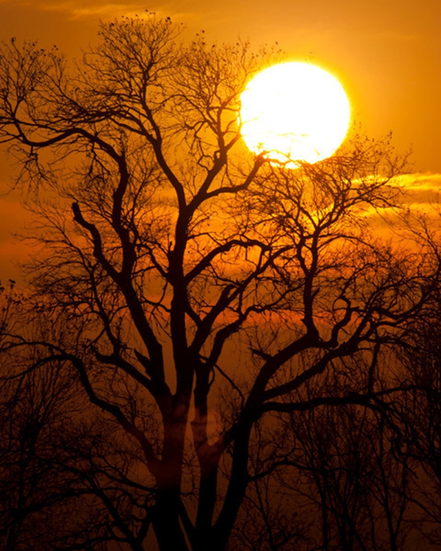 最美莫过夕阳孤树！要用相机定格震撼绝美，请使用这些技巧