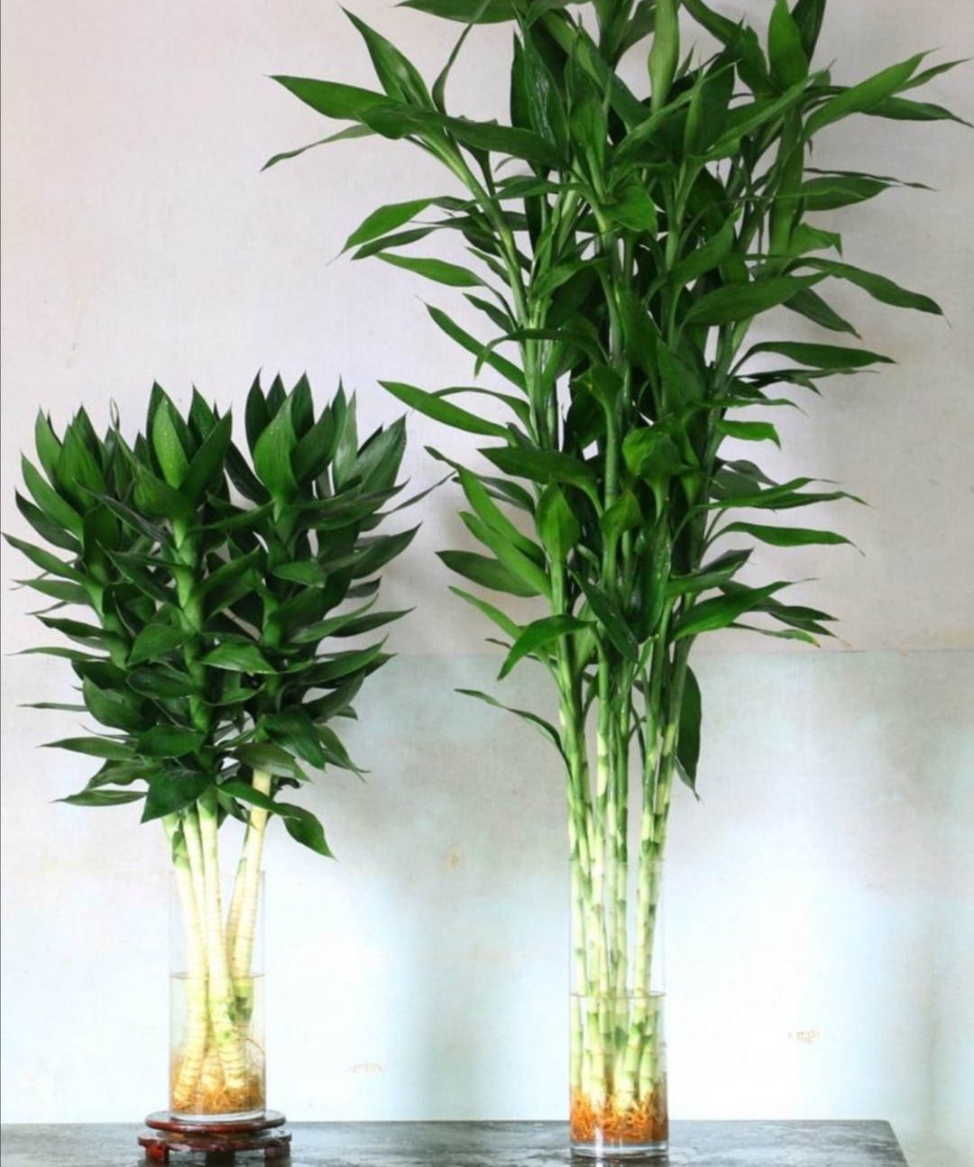 水培富贵竹黄叶什么原因,水培富贵竹总黄叶什么原因