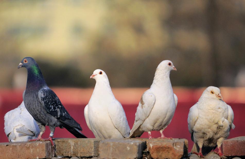 赛鸽不飞是什么原因,赛鸽黑舌头怎么调理