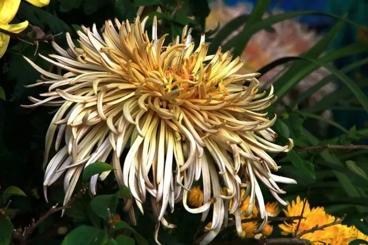 花中四君子菊花,花中四君子菊花的简介