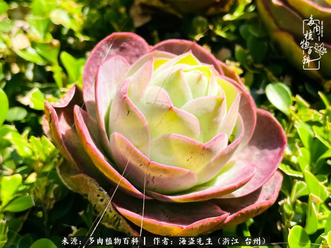 山地玫瑰养护顺口溜,山地玫瑰的养护种植注意事项视频