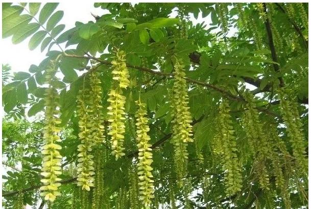 「趣说方言⑦」湖北为何把“柳树”称为“杨树”？