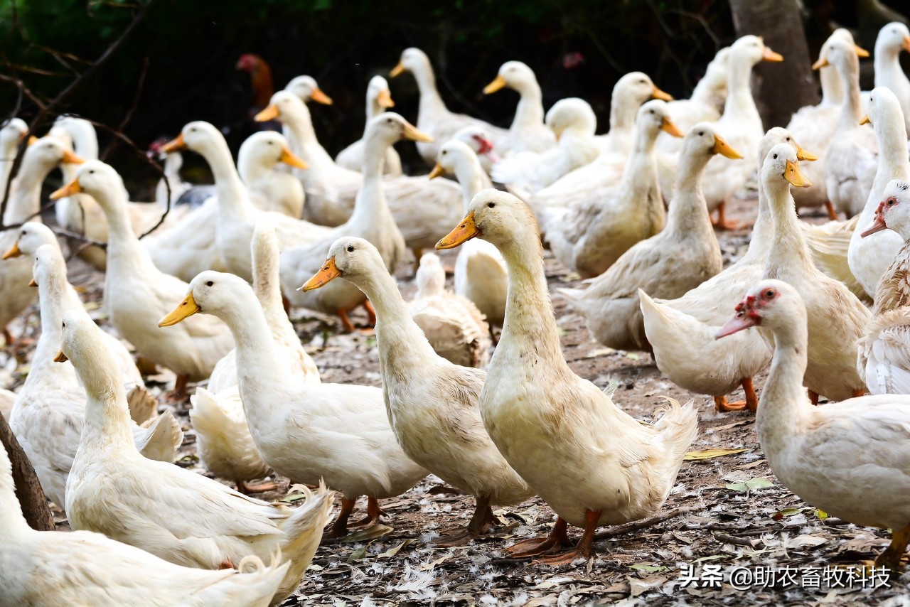 鸭粪除臭的最好方法,鸭场除臭味最快的方法