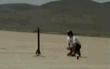 老虎：这是我准备养大吃的，你来凑什么热闹