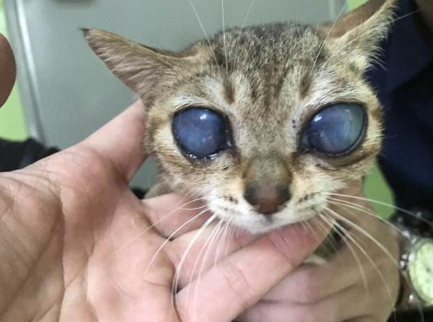 养猫须知常见的猫咪眼部疾病,猫咪可能患上的30种疾病