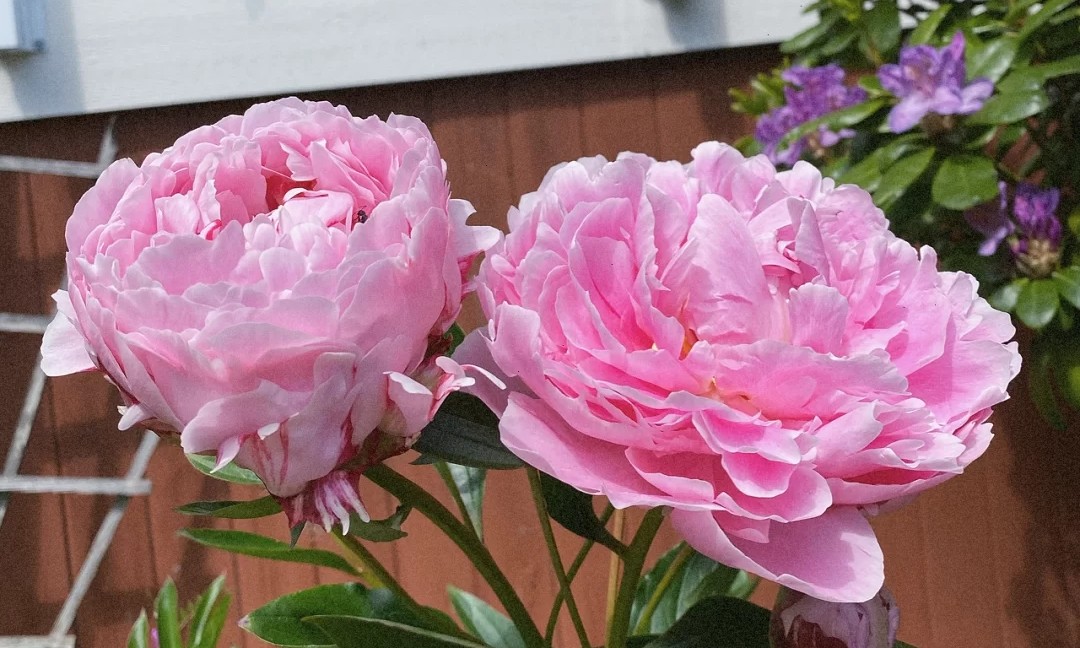 蓝色花花花语,花语是我喜欢你的花