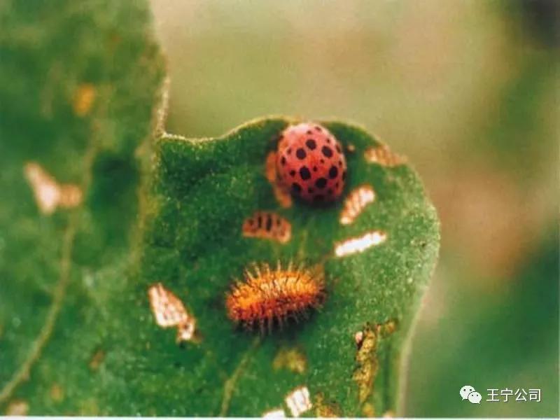 夏播玉米虫害图片大全,玉米虫害图谱高清大图