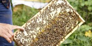 怎么养好中蜂,怎么养好中蜂获高产