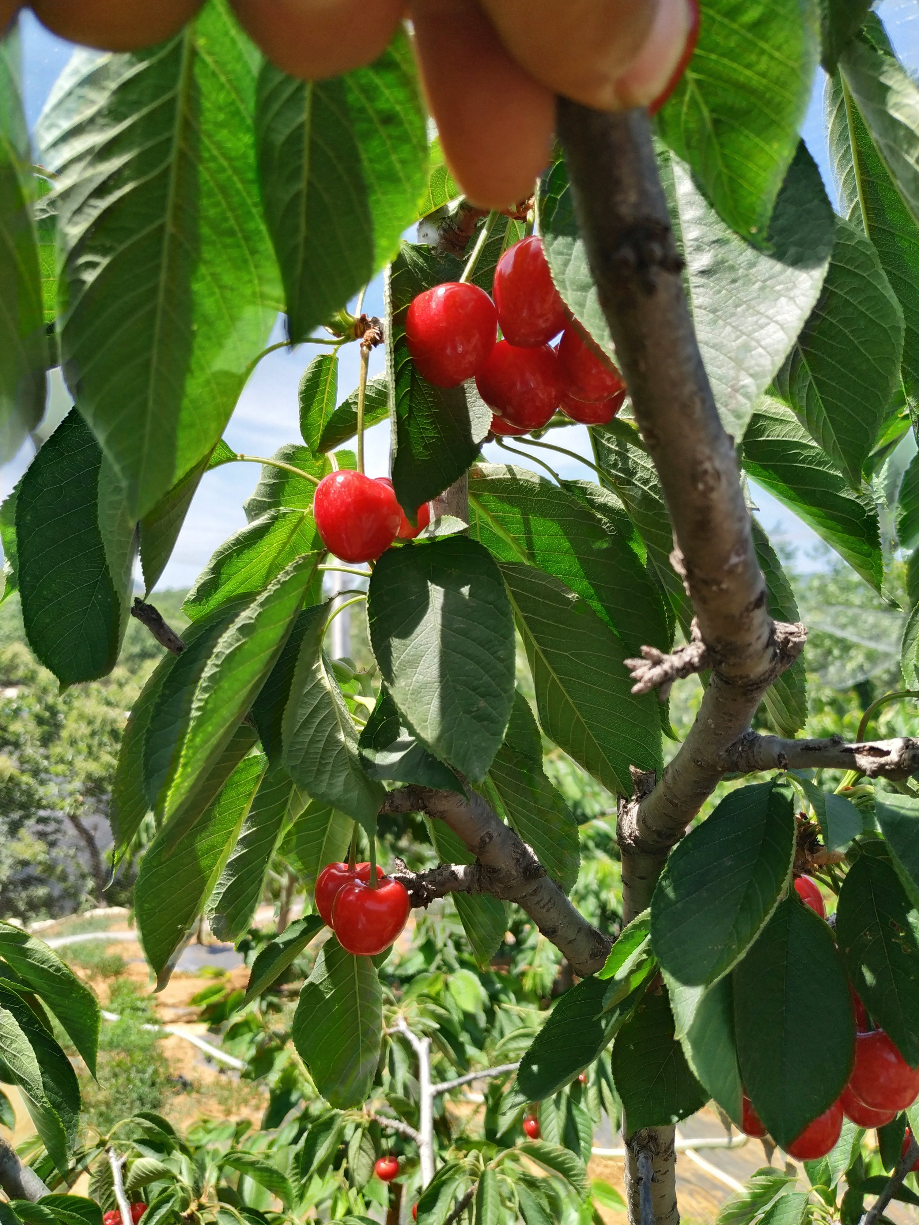 专治樱桃树流胶高效药,樱桃树涂干肥可以治流胶吗