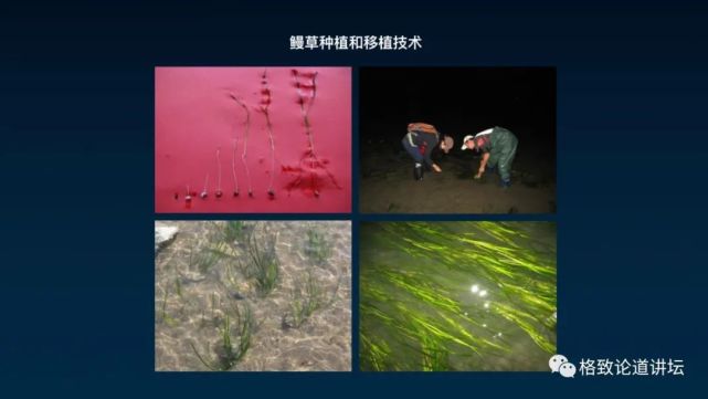 除了能提高人体免疫力，这个“肥宅”还是海底清道夫