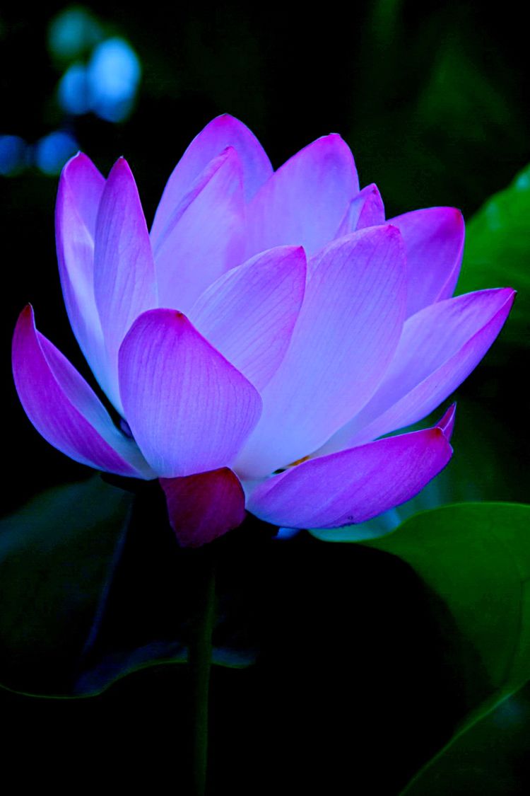 洛阳中国国花园荷花,洛阳国花园的荷花