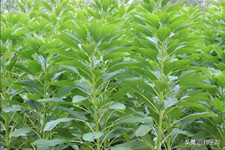 籽粒苋的栽培技术,籽粒苋亩产