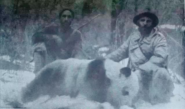 1939年被偷到英国的大熊猫,美国人偷走大熊猫后续