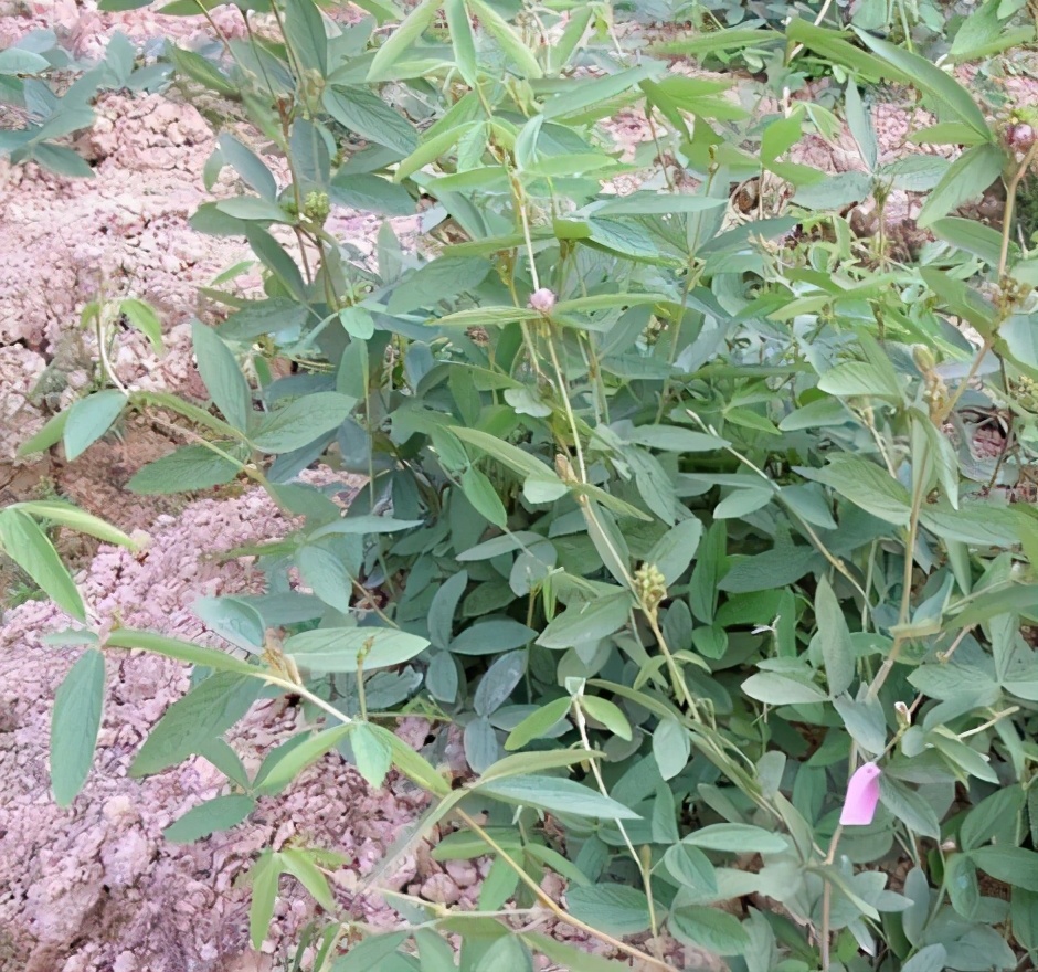 一条根正品价格,一根十斤的野生山药价值