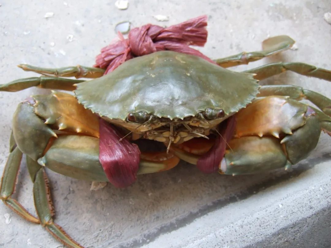 菜市场买了死螃蟹还能吃吗,市场上买的冰冻螃蟹能吃吗