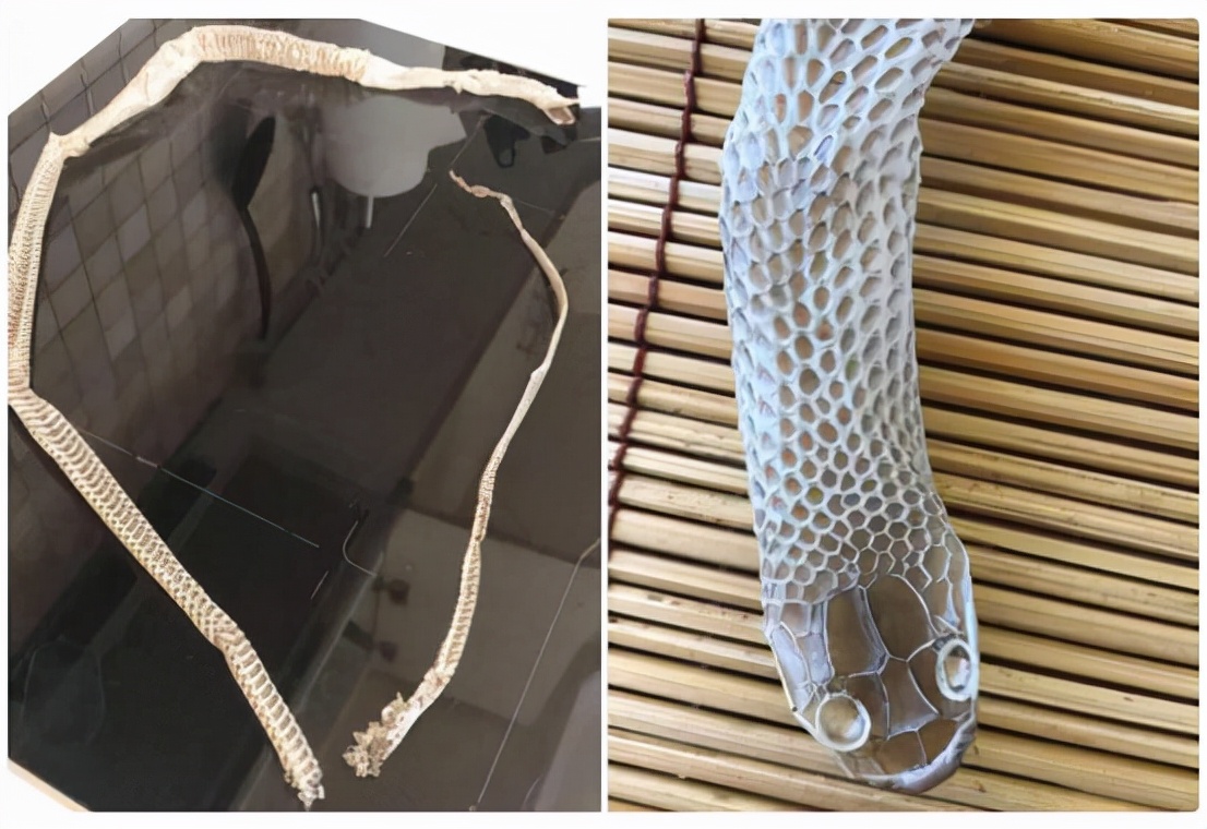 澳洲女士在脸书上求助，称家中发现蛇皮，却不见蛇影，该怎么办？