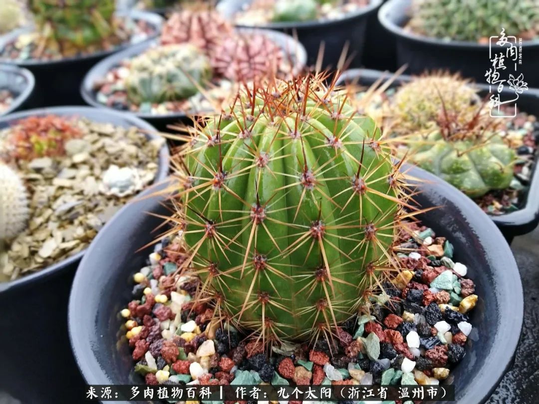 景天、球和龙舌兰，只要是多肉，都喜爱