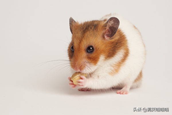 能帮助宠物饲养的各种动物,宠物家庭适合新手养的动物