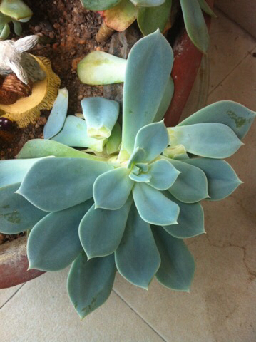 多肉掉叶子怎么挽救,多肉掉叶子补救方法