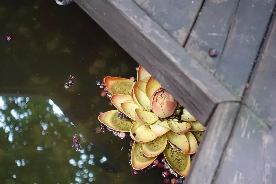 峨眉山下民宿推荐网红,峨眉山下避暑的民宿