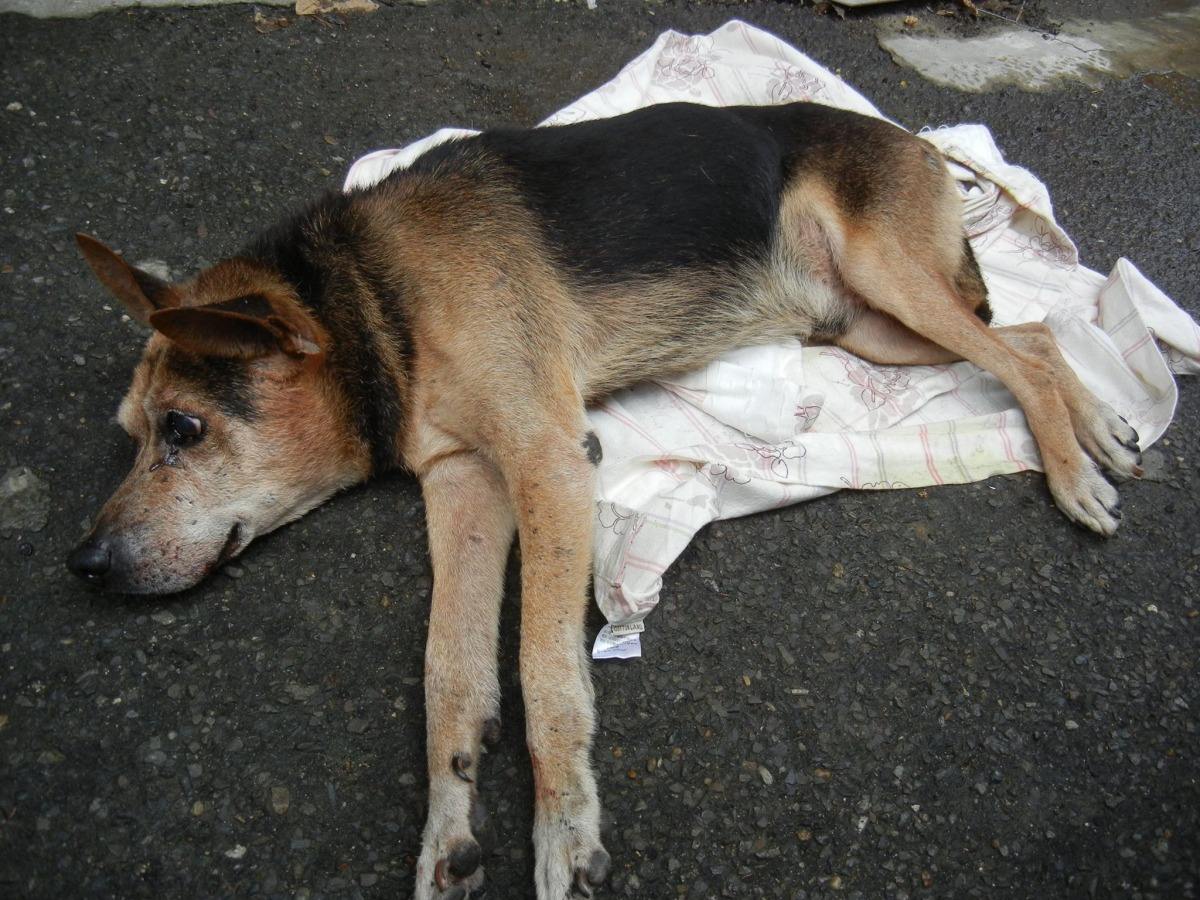 狗狗染狂犬病毒后有什么症状,泰迪狗狗得狂犬病的症状