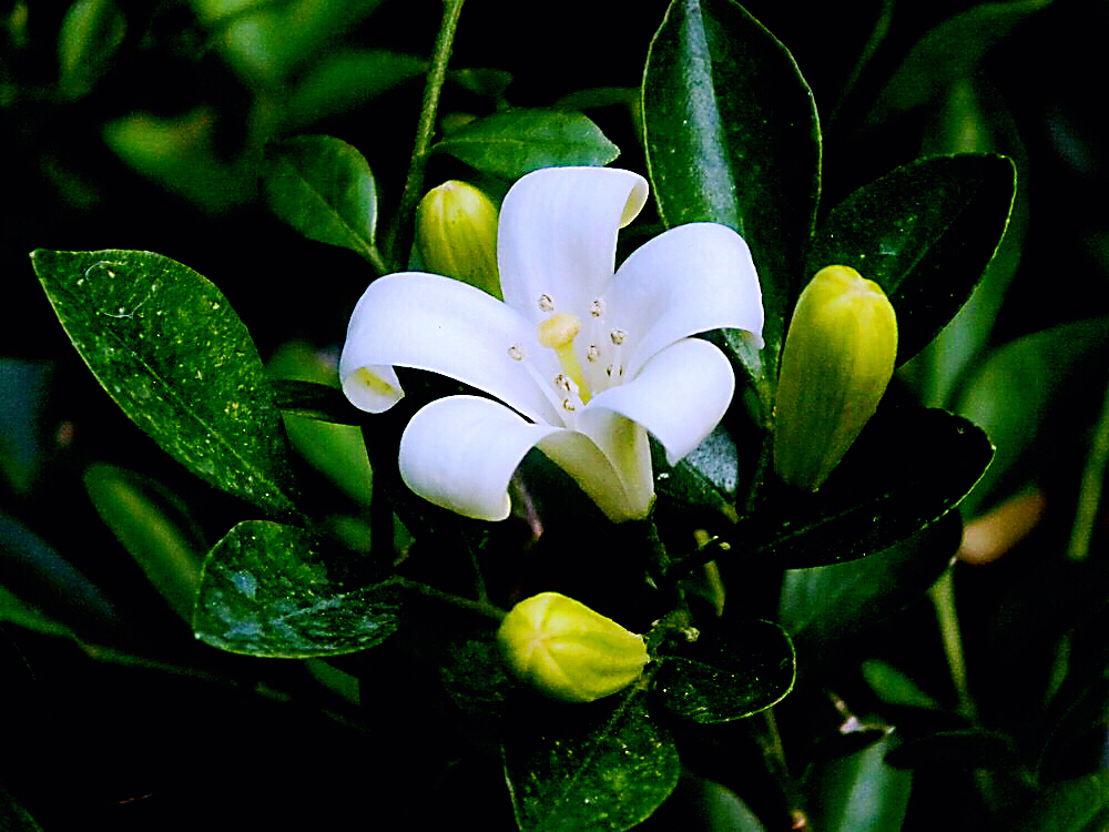 九里香木本,九里香是耐寒花卉吗