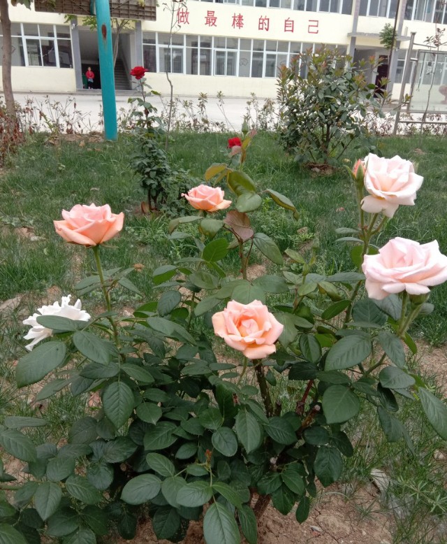 唐河县毕店镇常赵庄小学,多方联动创平安校园