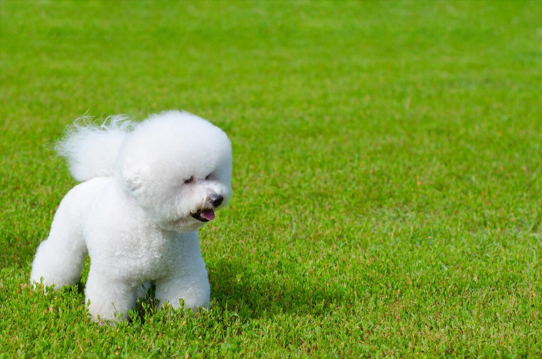 比熊知识大盘点,怎么知道比熊犬要大小便呢