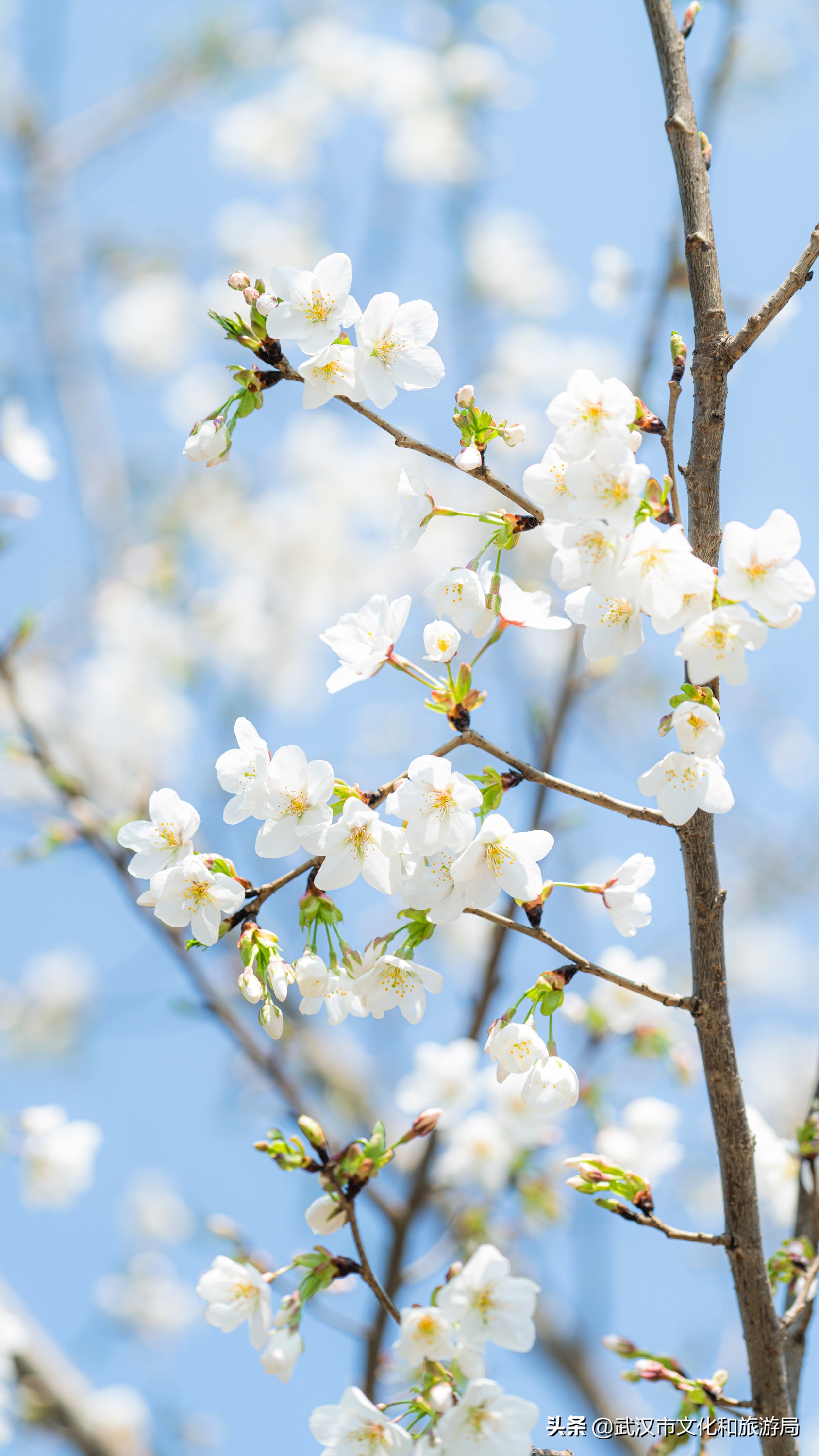 武汉东湖樱花门票,武汉看樱花的景点