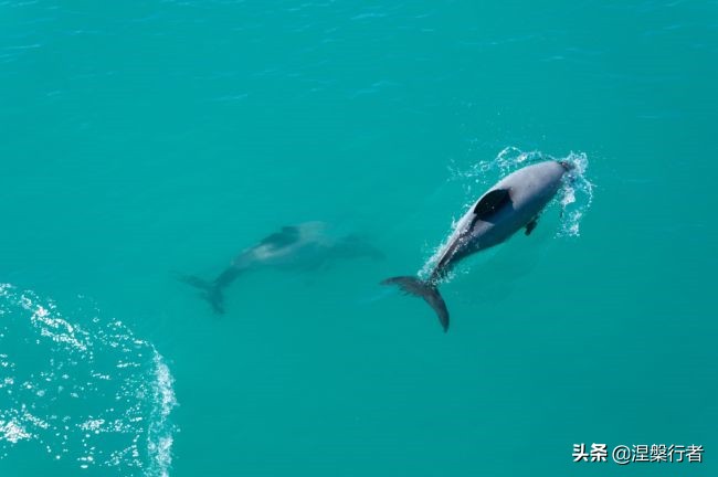 50种珍稀保护动物,为什么人类应该保护濒危物种