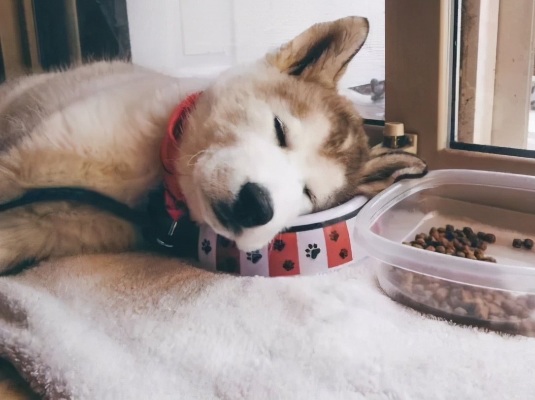 狗狗呕吐的五大原因和三步疗法,狗狗呕吐一般怎么处理