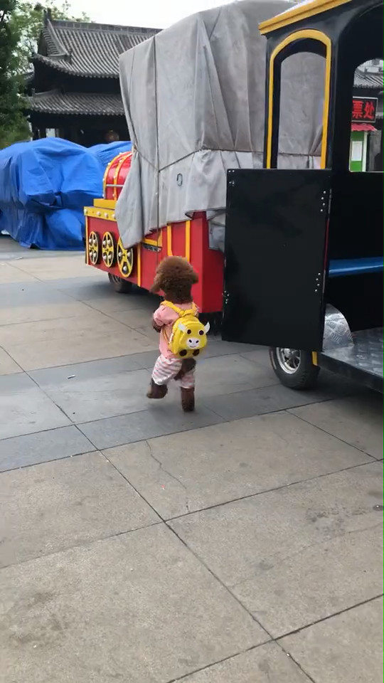 泰迪站立走路训练,泰迪直立行走引来所有人的目光