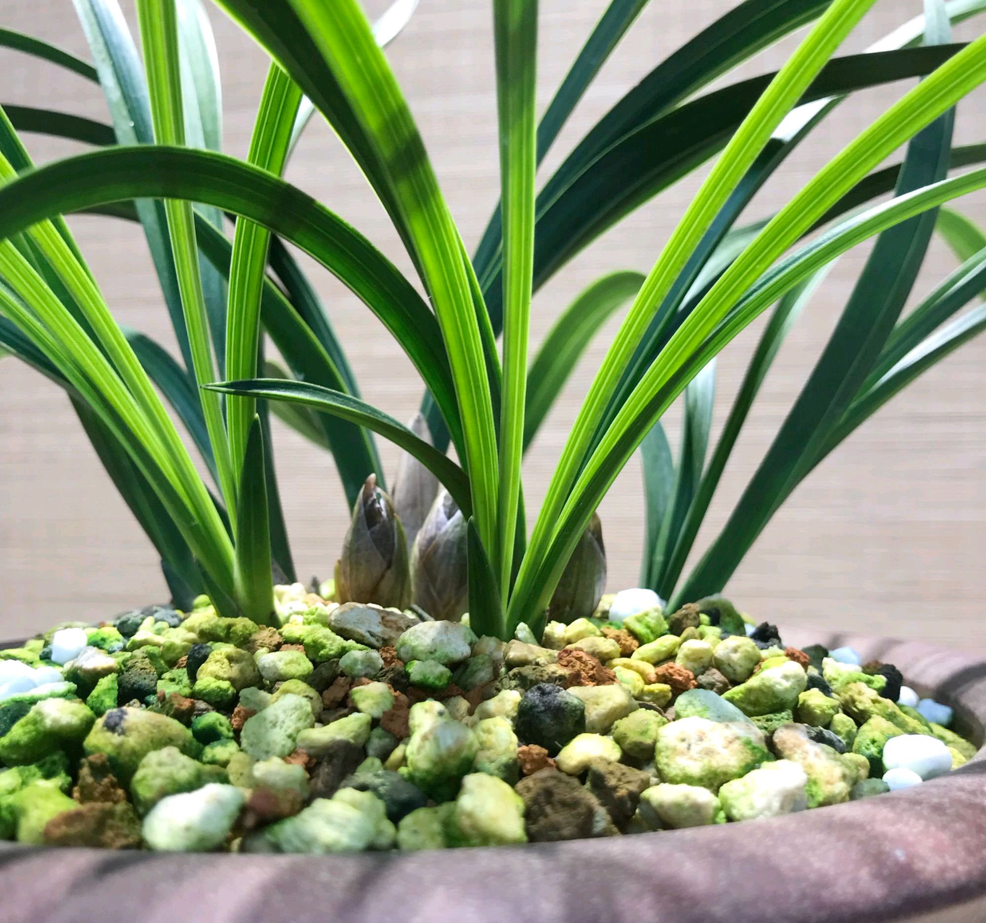 兰花翻盆最佳时间和方法,兰花翻盆的最佳季节和方法