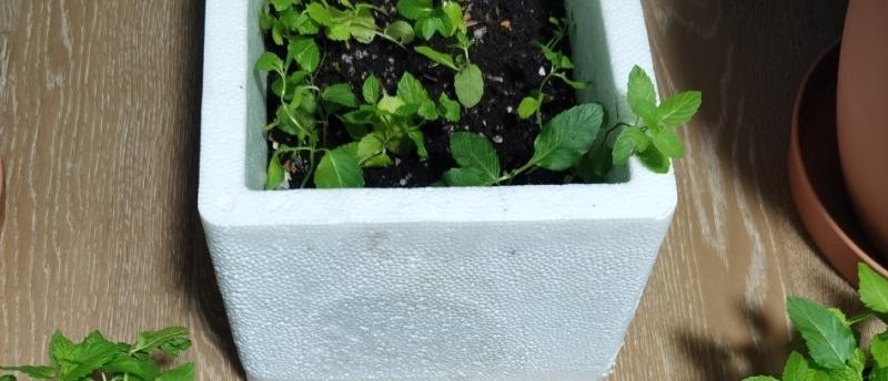 室外下水道反臭味解决办法,屋内下水道返水味怎样消除