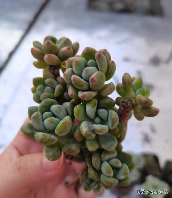 肉肉开箱专辑,肉肉开箱视频大全