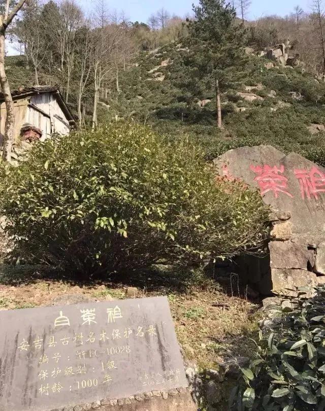 中国十大名茶茉莉花茶,中国几大名茶是哪些