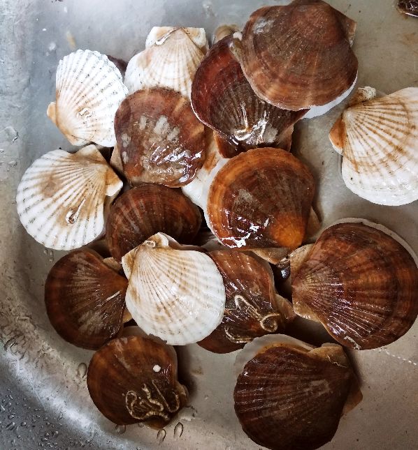 海鲜要囤货吗,海鲜市场怎么养殖活的海鲜