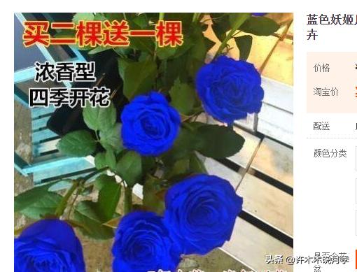 买月季还被骗？教你远离月季网购陷阱，辨别真伪拒绝蔷薇小白花