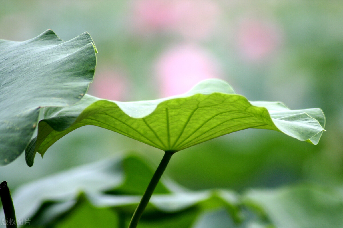棠梨煎雪，芳华待灼，愿世间所有美好，都与你不期而遇