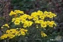 路边的小黄花是种的吗,路边小黄花是啥