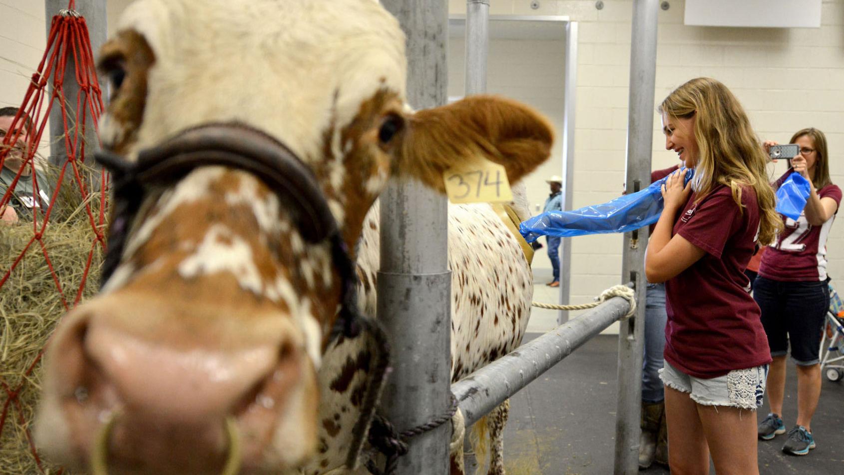 给牛身体上挖个洞是干啥用的,牛身上为什么要掏个洞