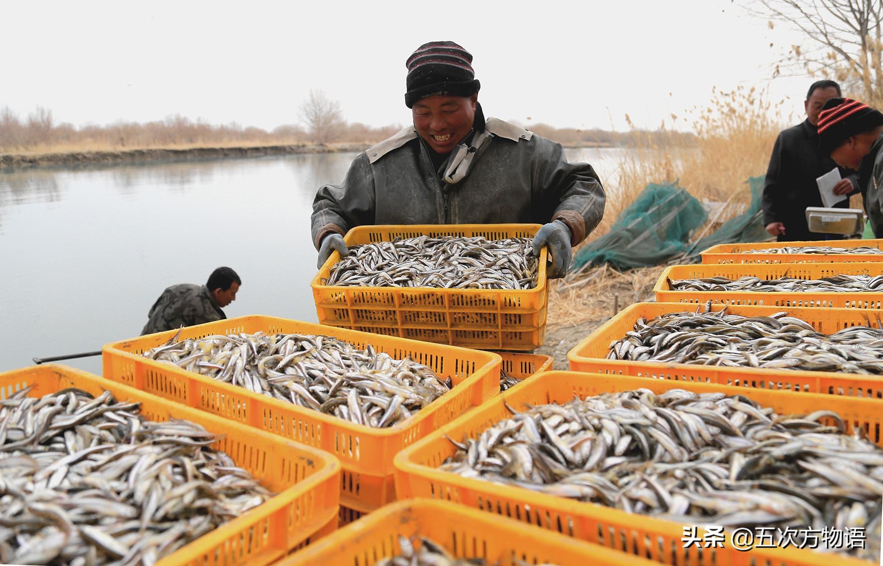 黑龙江十大特色鱼,黑龙江营养价值最高的鱼