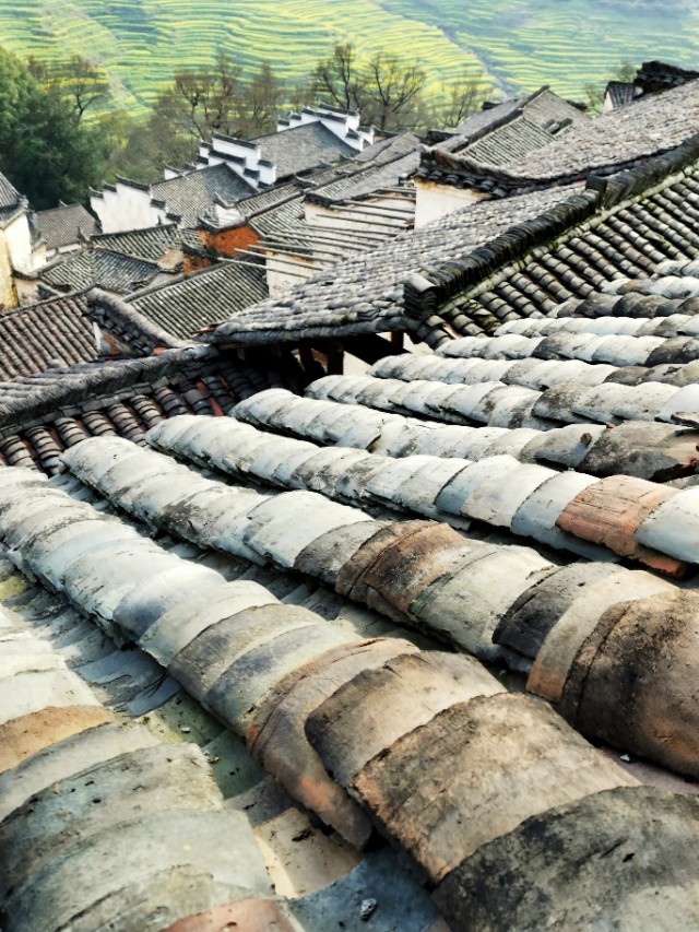 春暖花开我在油菜花田等你,篁岭晒秋我听了风的话