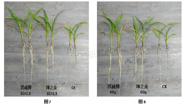 玉米秧苗发红缺什么肥,粘玉米死苗黄叶怎么回事